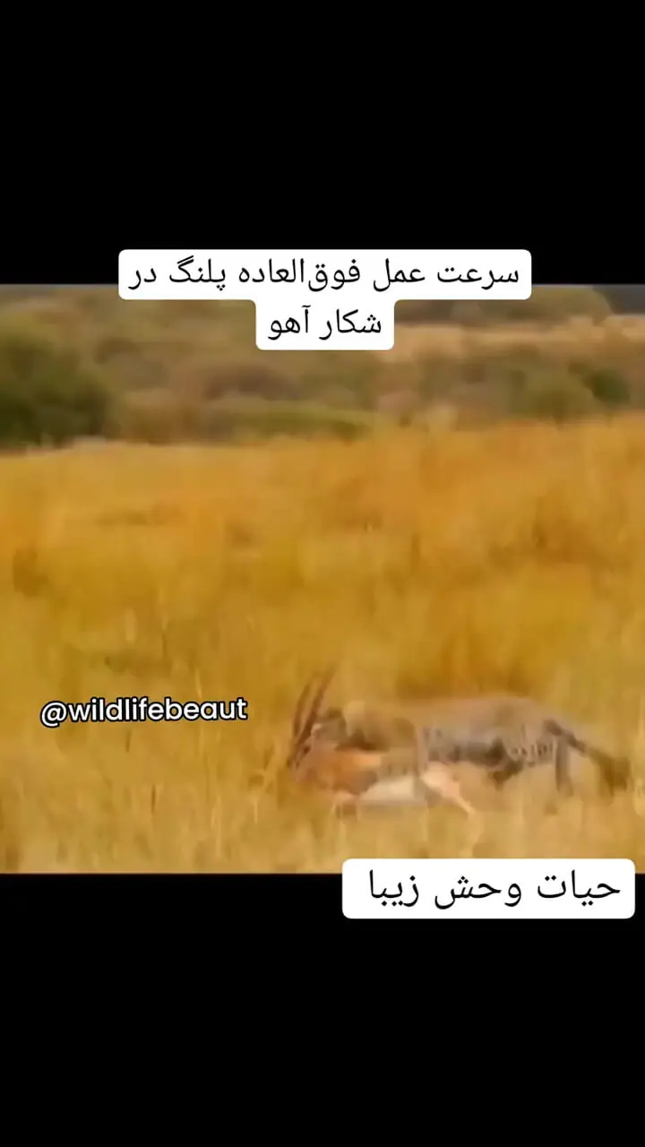  سرعت عمل فوق العاده پلنگ در شکار آهو + فیلم