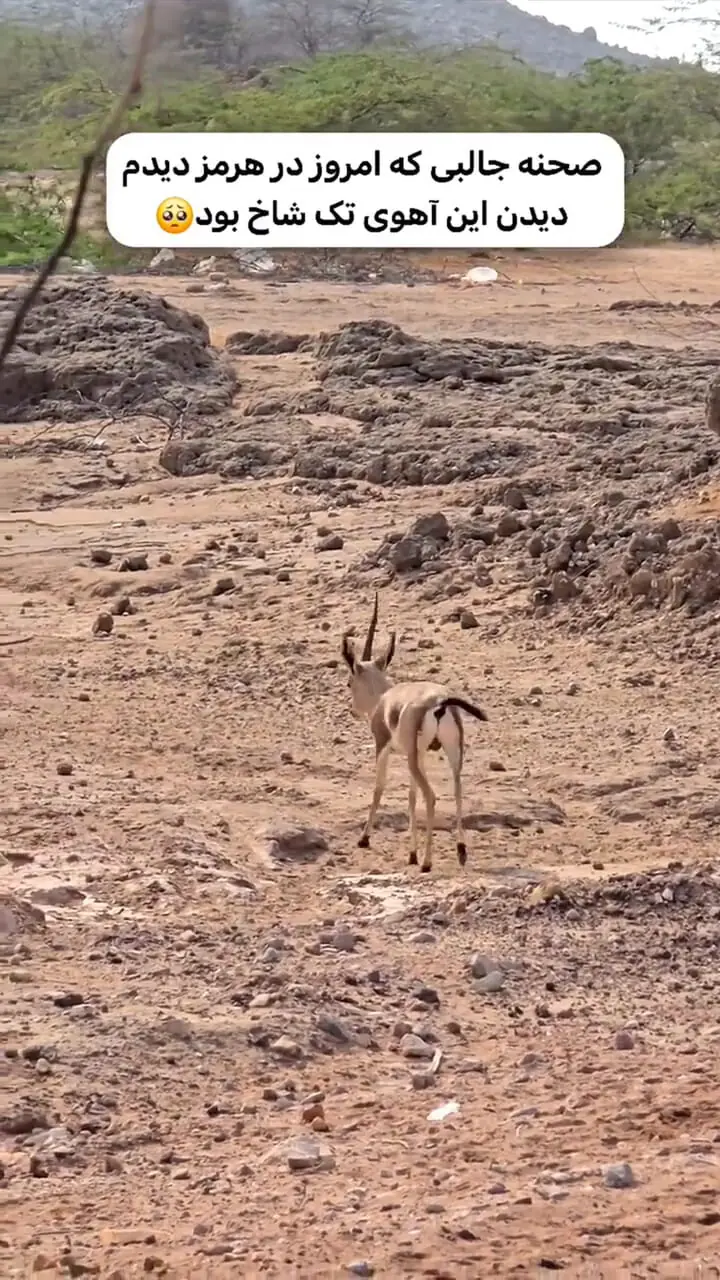 مشاهده آهوی تک شاخ در هرمز