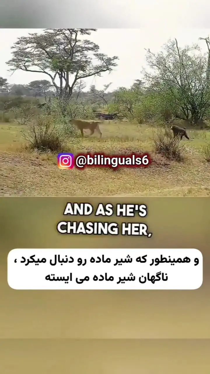 فیلم روش هوشمندانه شیر ماده: بهره‌گیری از سرعت و هوش برای شکار