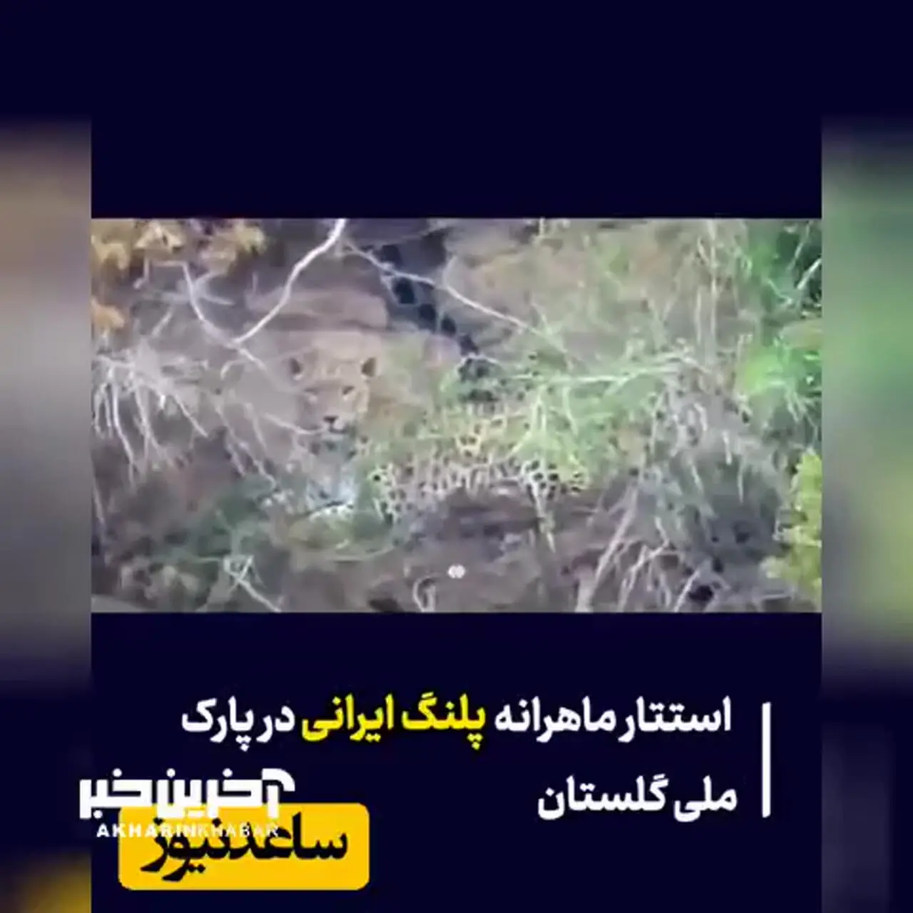 استتار زیبا و باشکوه پلنگ مازندران در پارک ملی گلستان + فیلم