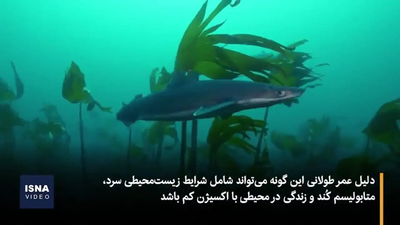 فیلم دیدنی از قدیمی‌ترین موجود زنده که تا ۵۰۰ سال زندگی می‌کند