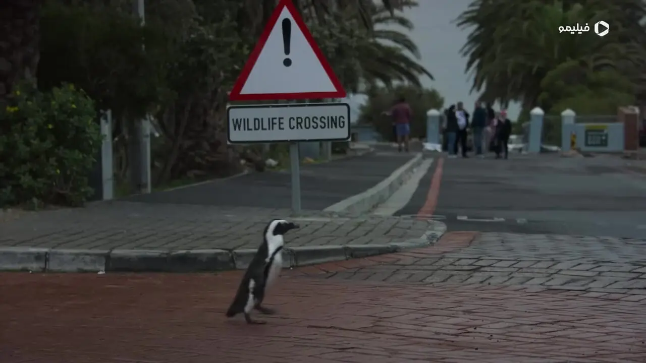 فیلم تریلر سریال رازهای پنگوئن ها Secrets of the Penguins