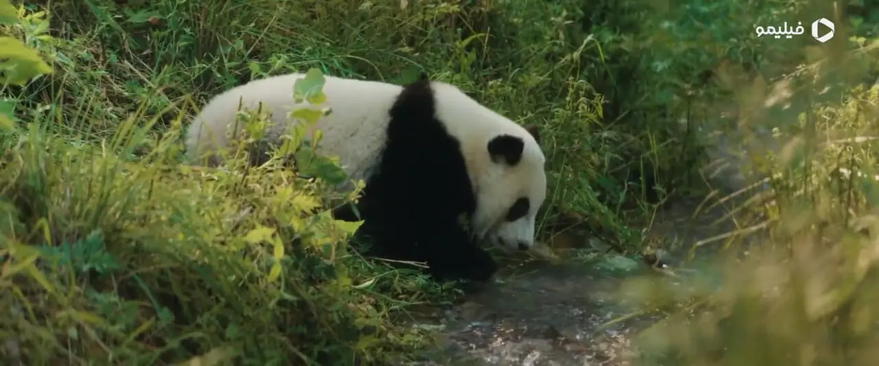 فیلم تریلر پاندایی به نام مون Moon the Panda
