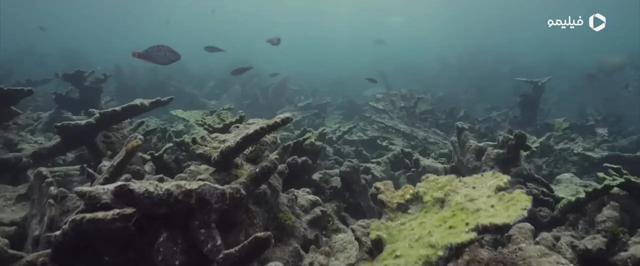 فیلم تیزر اقیانوس با دیوید آتنبرو Ocean with David Attenborough